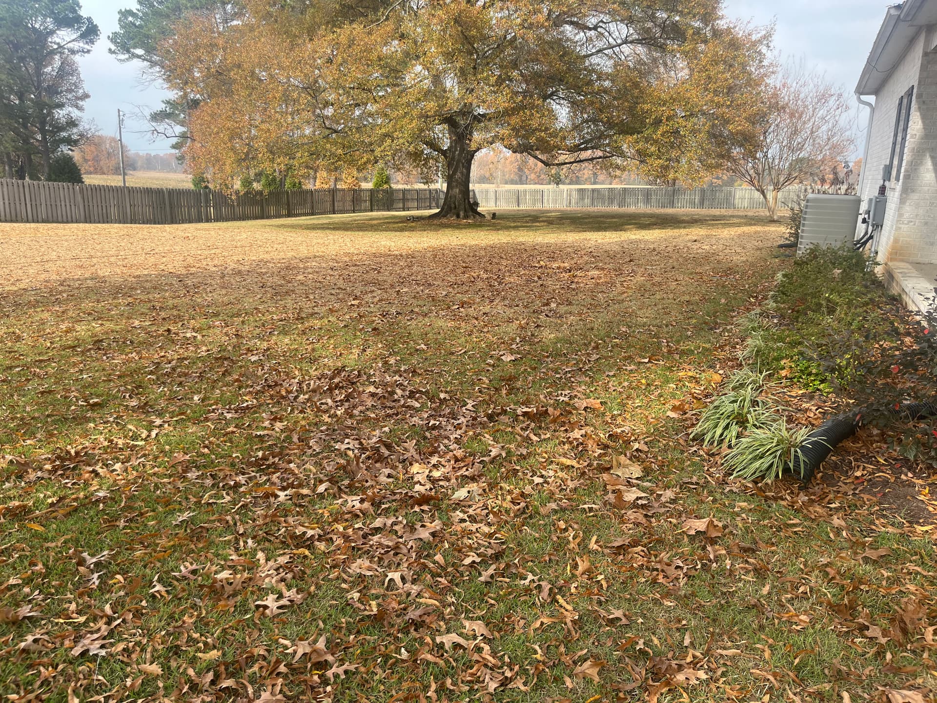Comprehensive Fall Cleanup for a Leaf-Free Yard