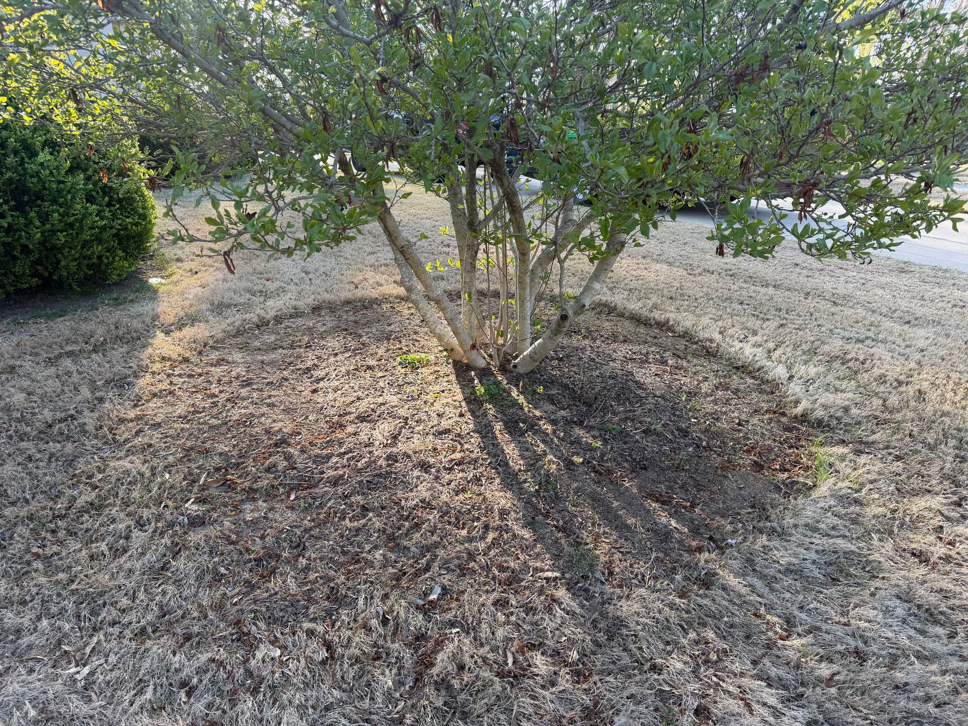 Gallery photos for Landscape Clean Up with Mulch Installation in Humboldt: Image #6