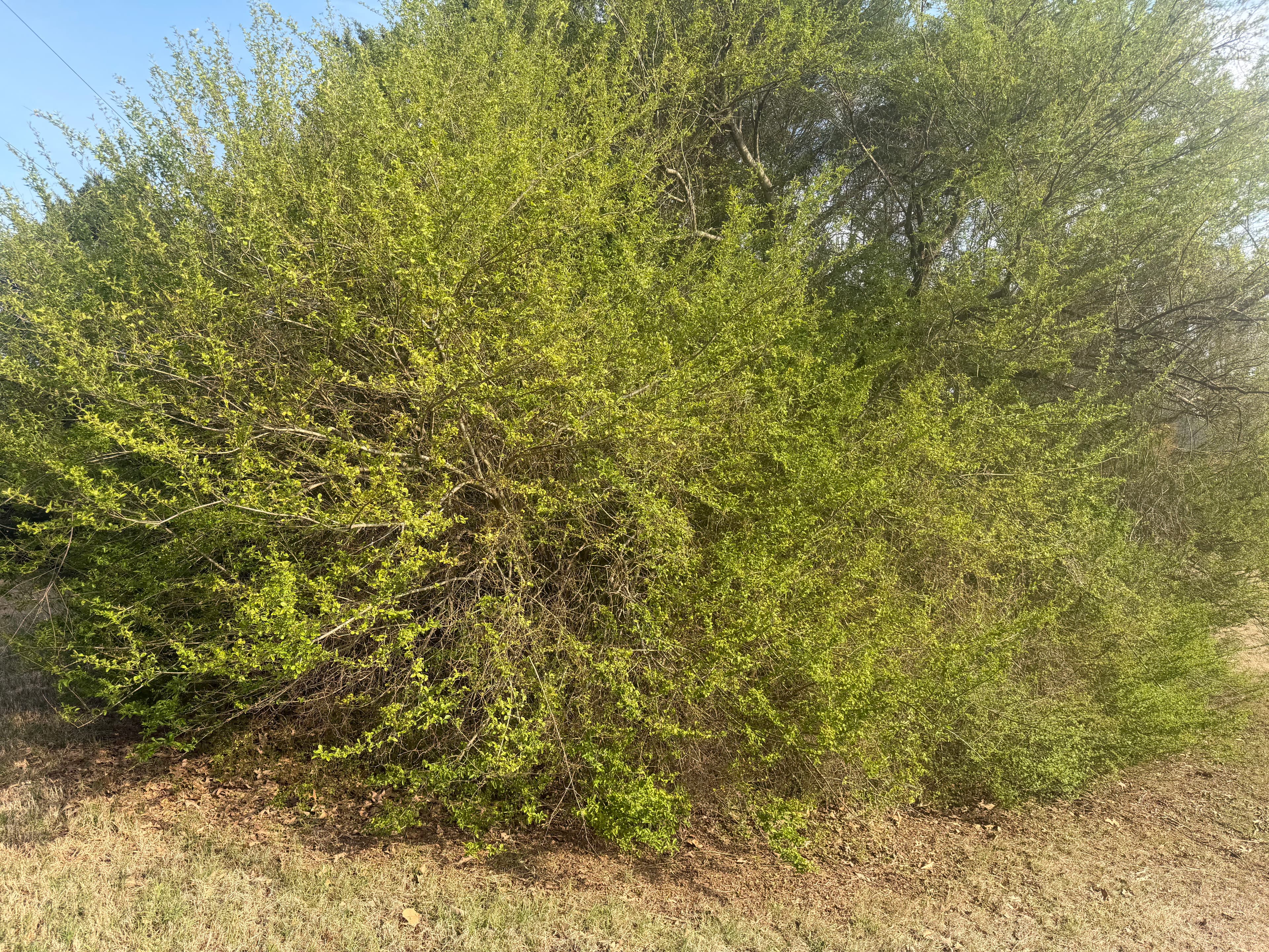 Project Trimming Overgrown Trees for a Healthier Landscape image