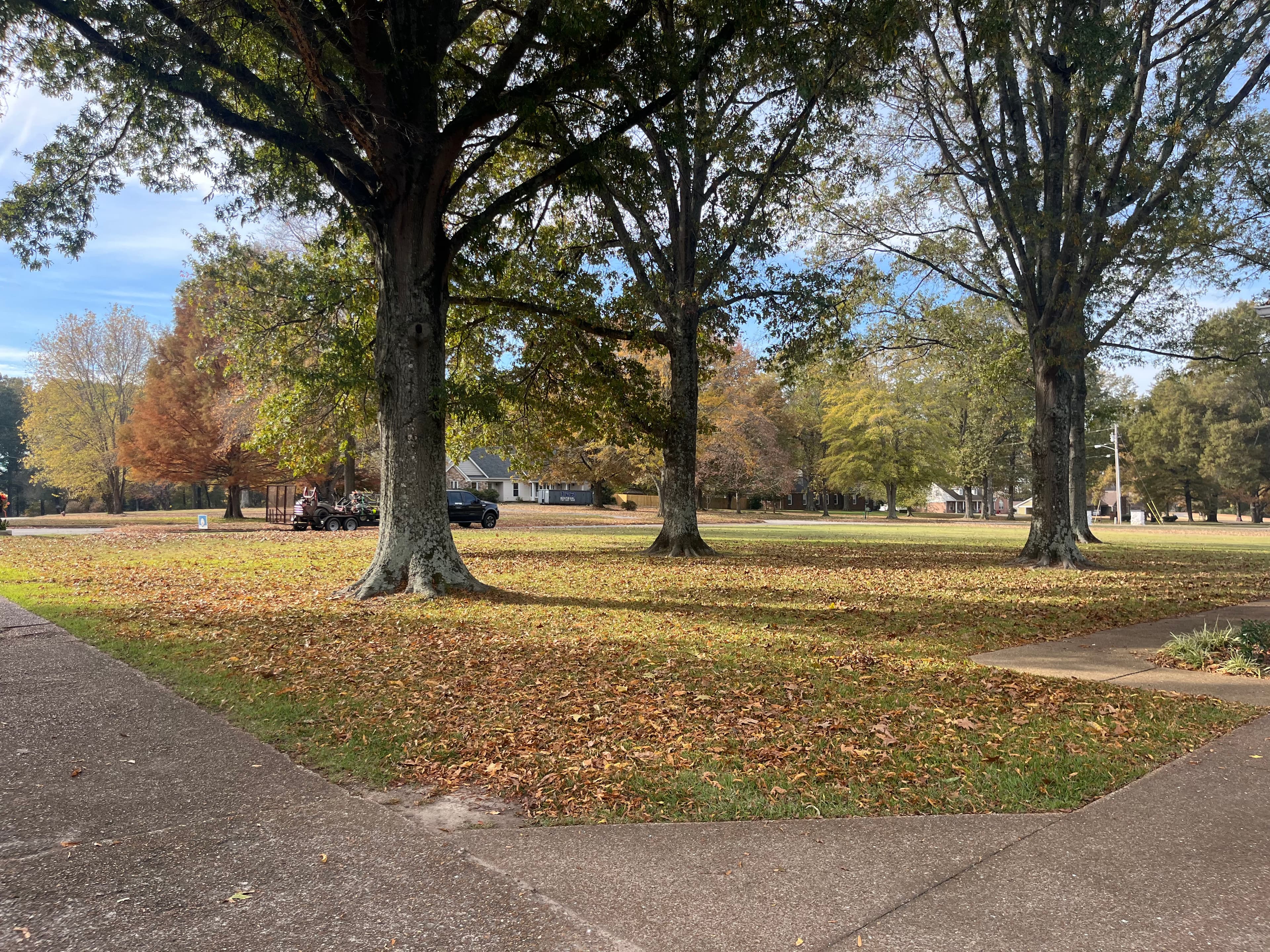 Project Effortless Leaf Cleanup and Mulching for a Stunning Yard image