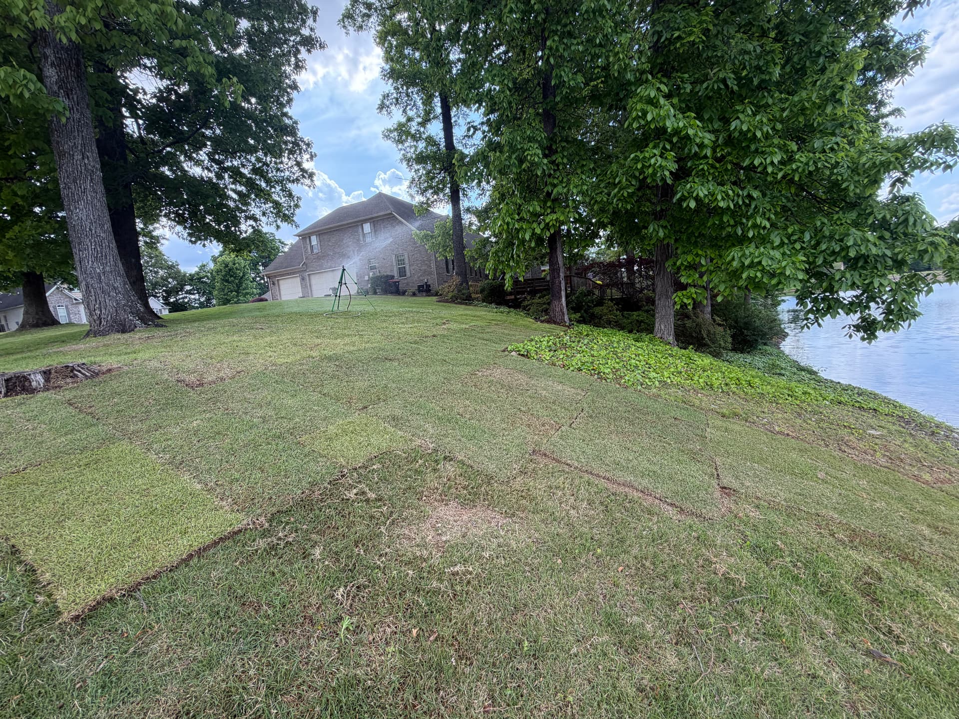 Gallery photos for Bare Ground to Green Backyard with Palisade Zoysia Sod: Image #6