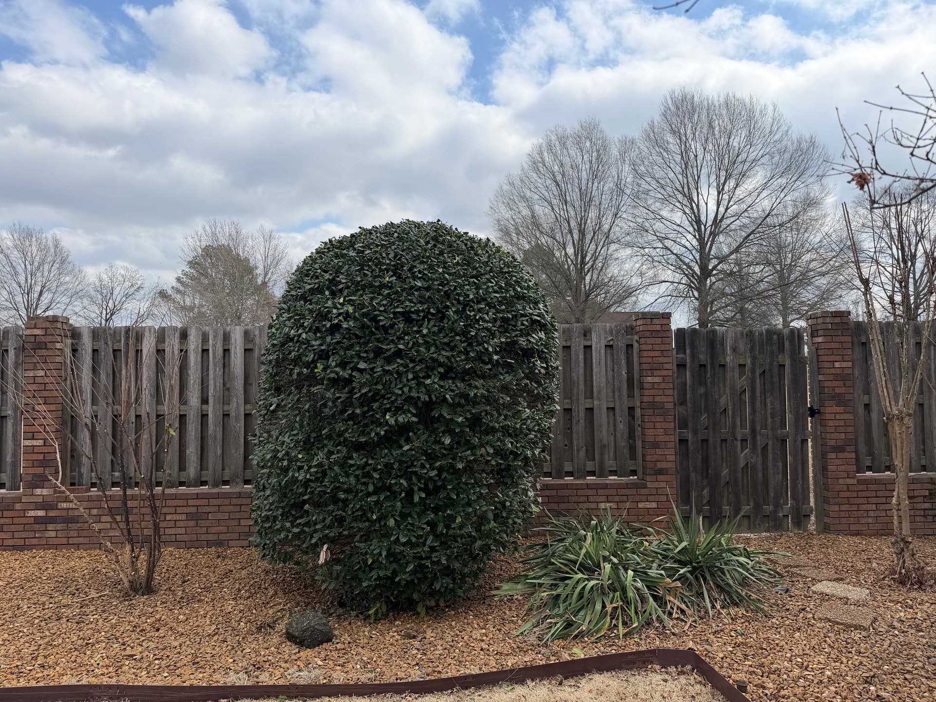 Gallery photos for Expert Tree and Shrub Trimming Service: Image #3