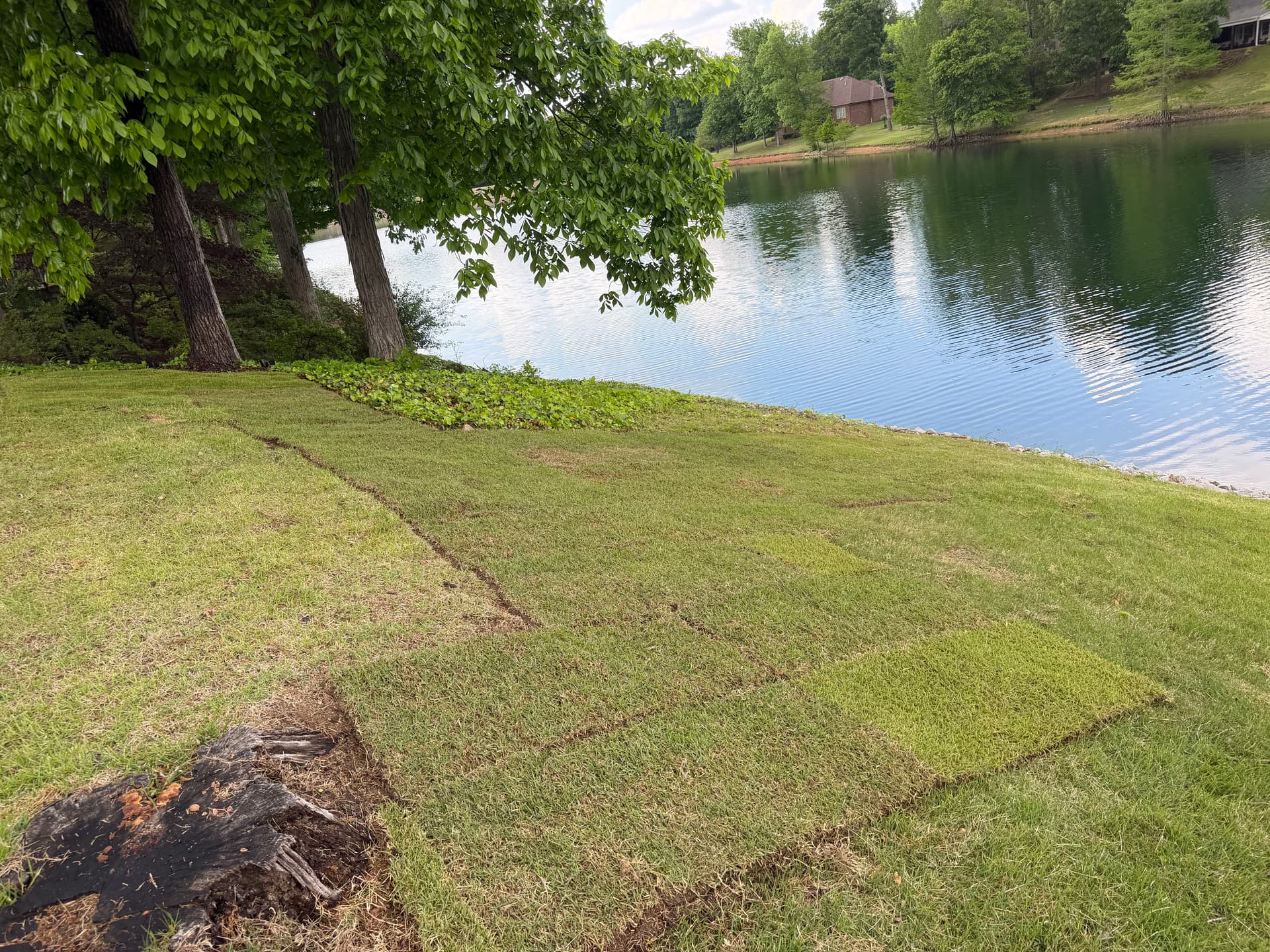 Gallery photos for Bare Ground to Green Backyard with Palisade Zoysia Sod: Image #4