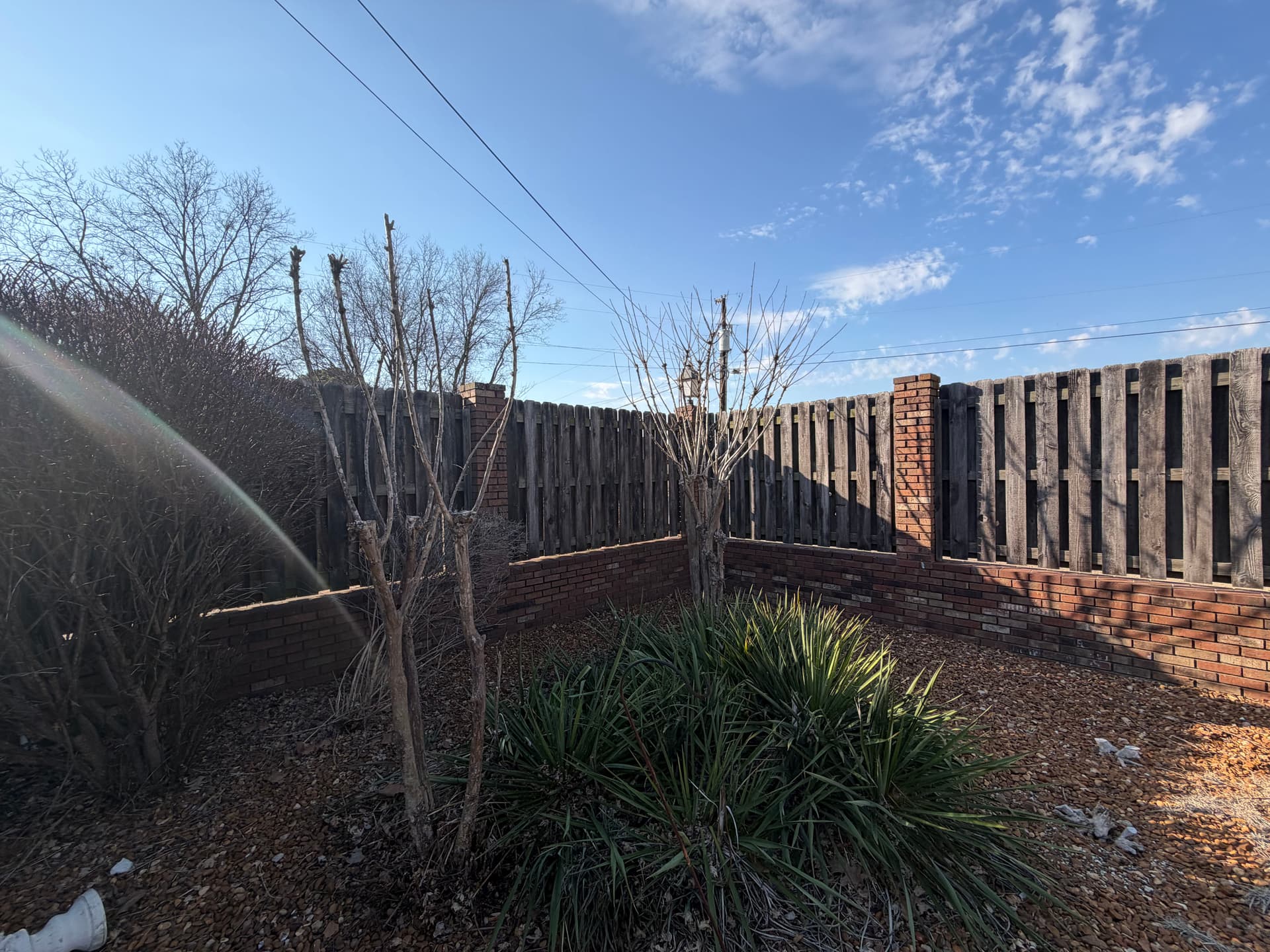 Gallery photos for Precision Crepe Myrtle Trimming for a Pristine Look: Image #7