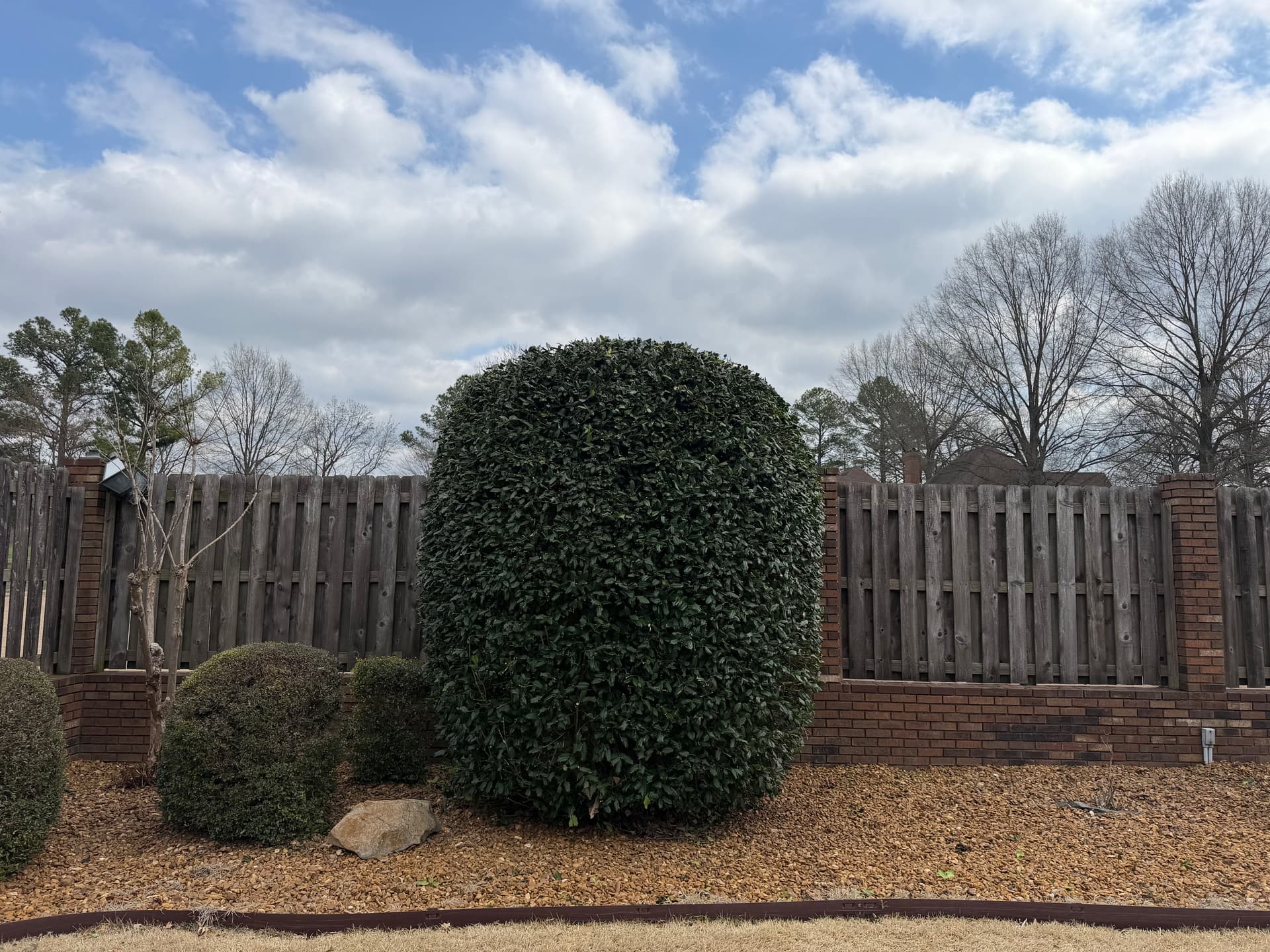 Gallery photos for Expert Tree and Shrub Trimming Service: Image #1