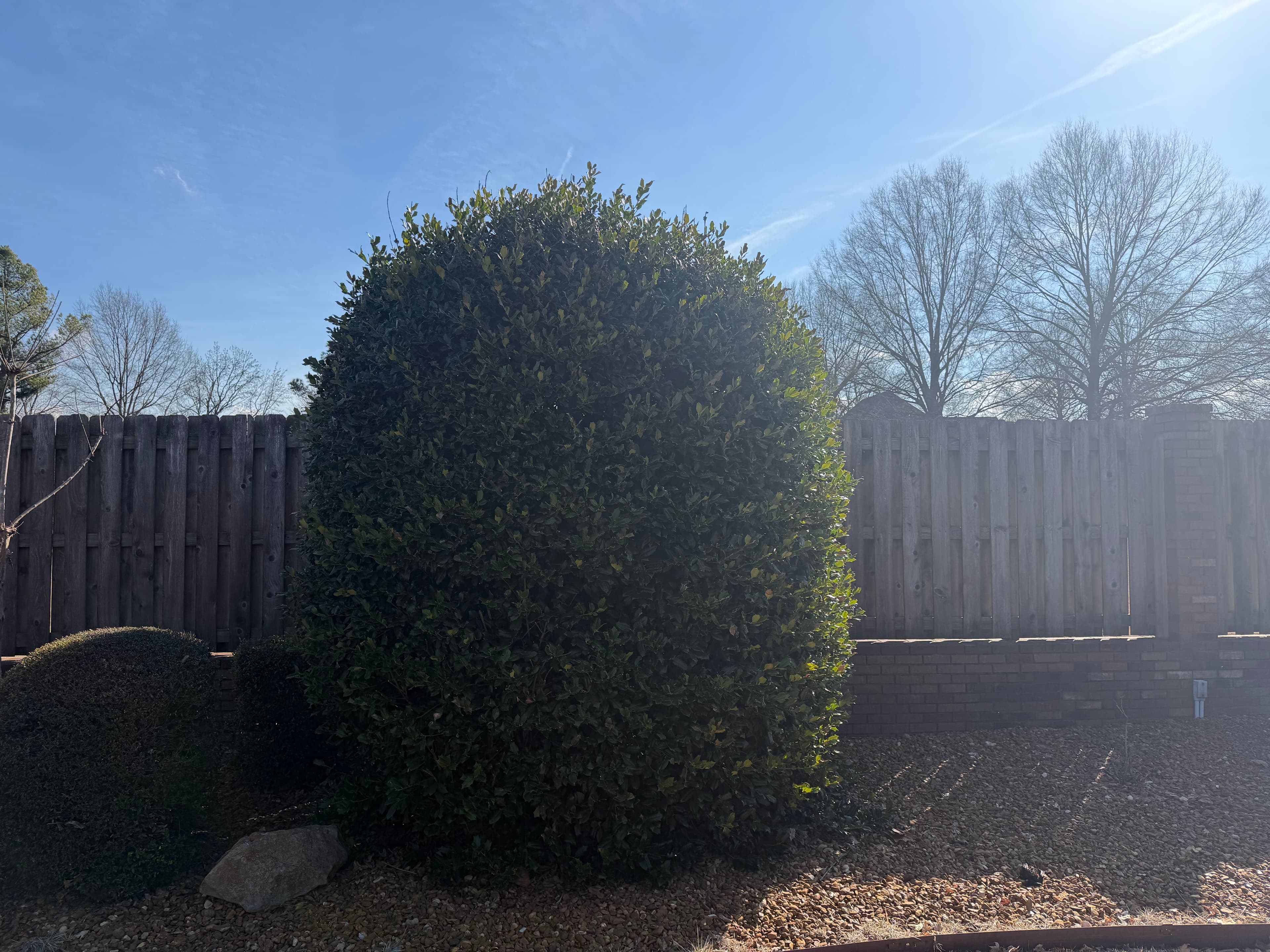 Project Expert Tree and Shrub Trimming Service image