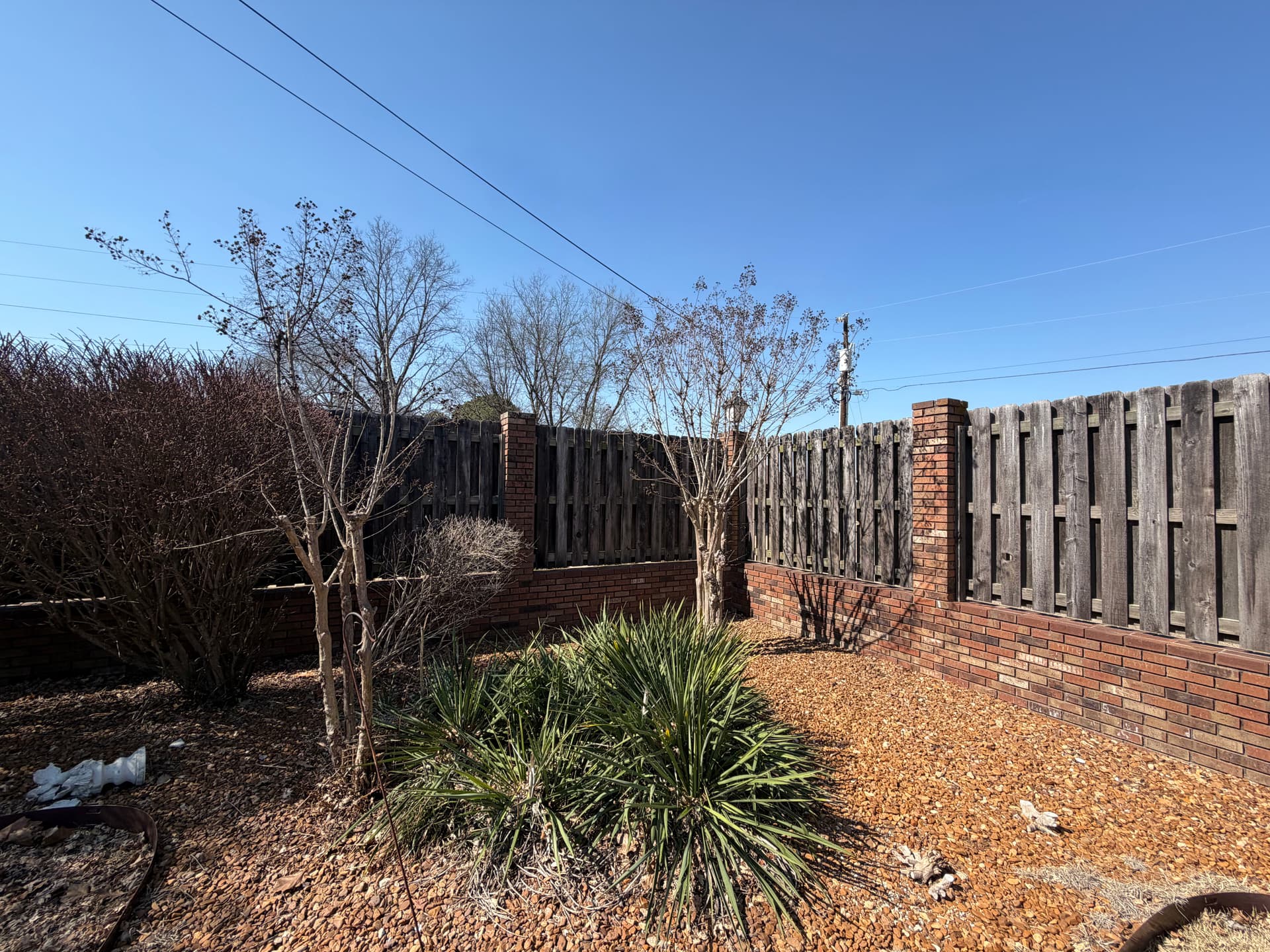 Gallery photos for Precision Crepe Myrtle Trimming for a Pristine Look: Image #6