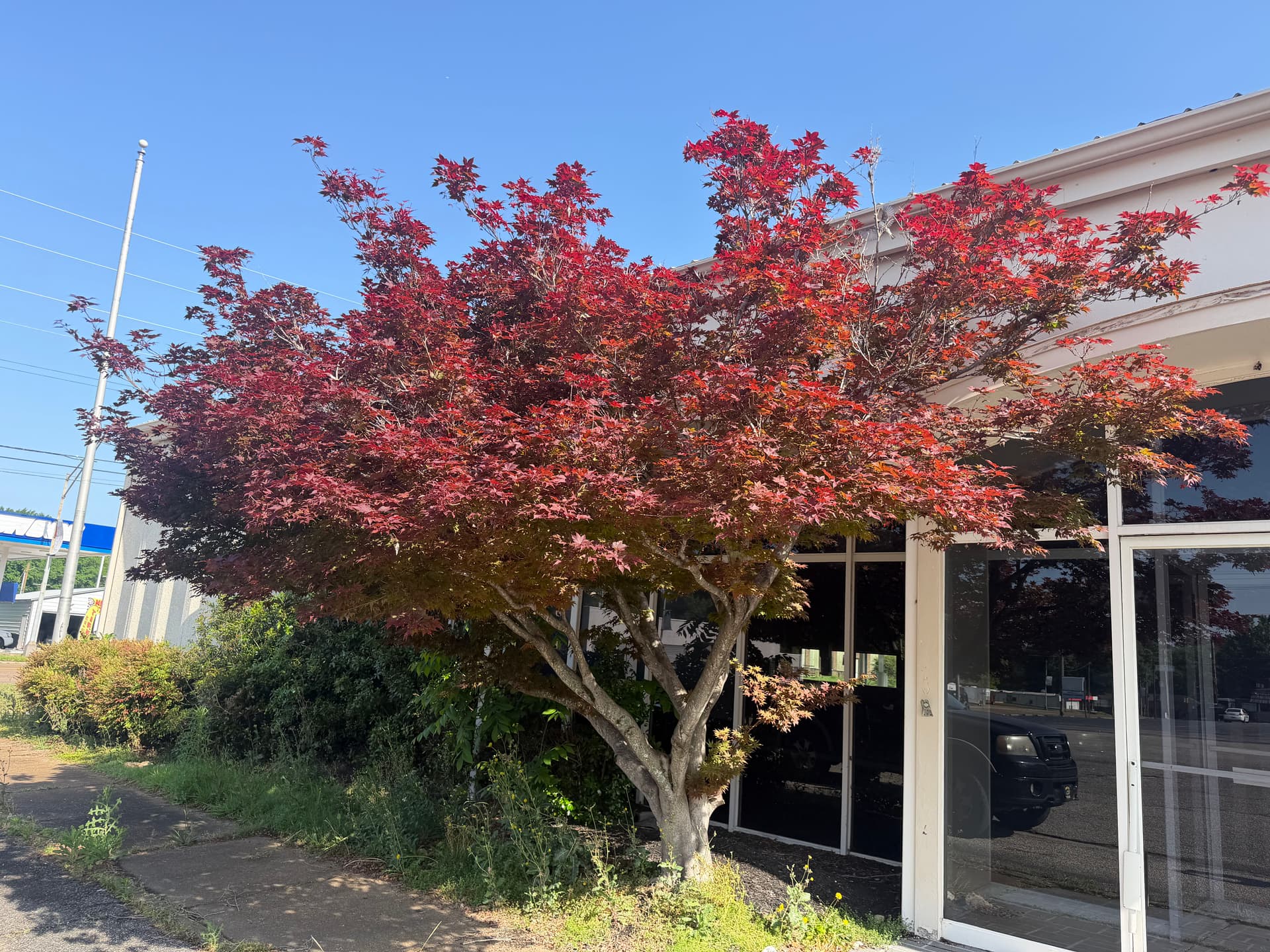 Gallery photos for Vacant Bank Gets a Full Landscape Cleanup in Humboldt: Image #4