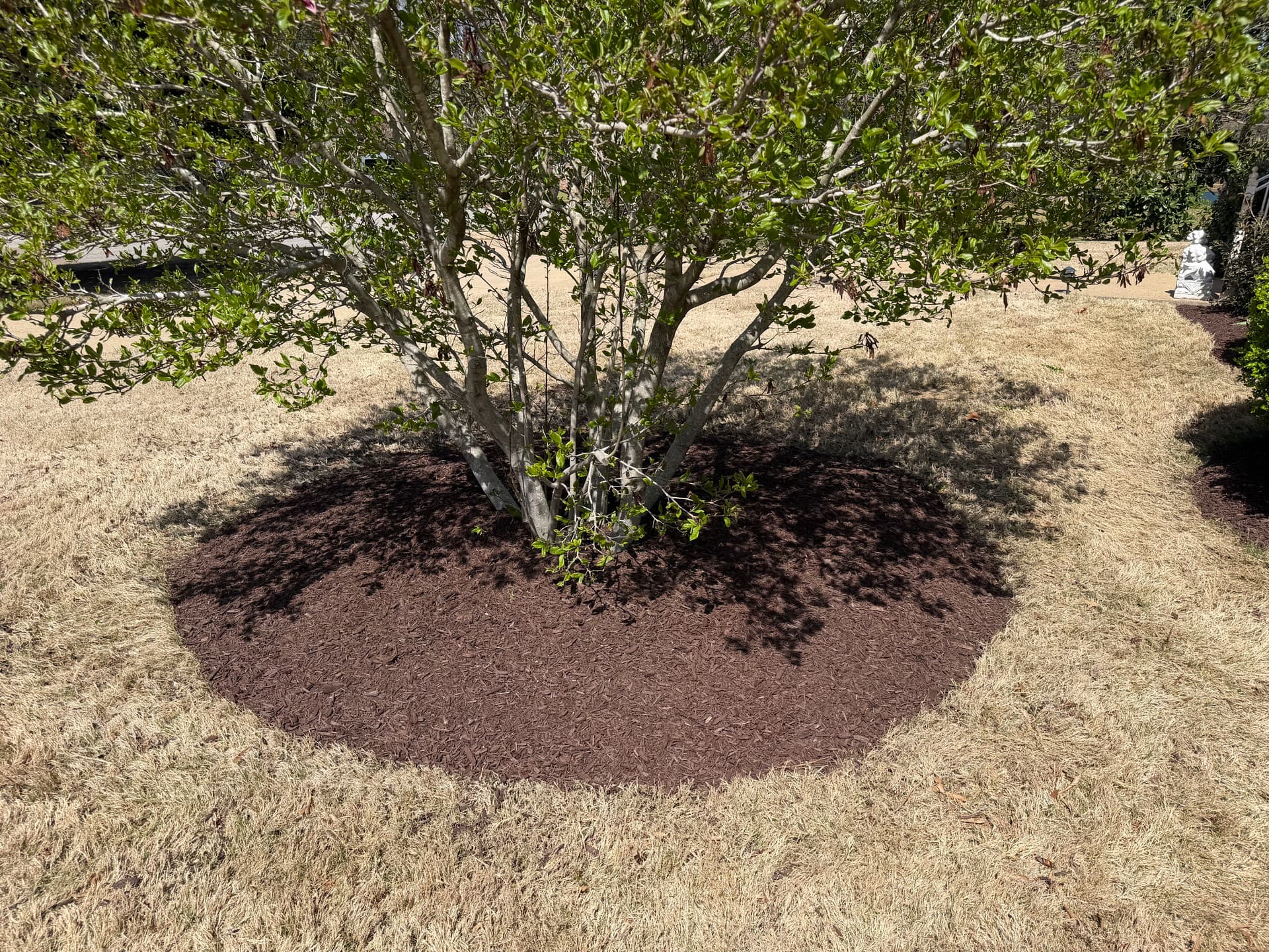 Gallery photos for Landscape Clean Up with Mulch Installation in Humboldt: Image #7