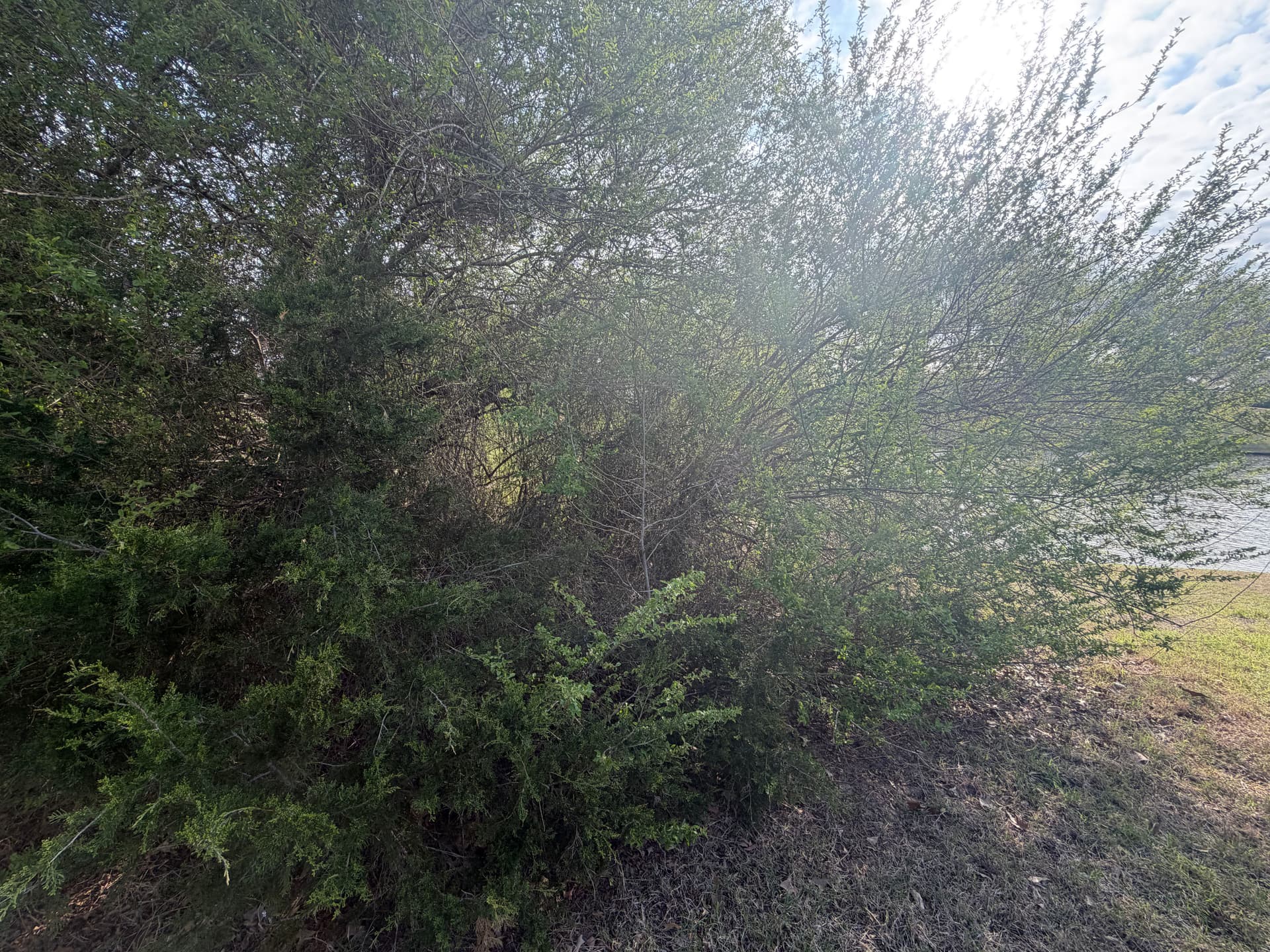 Gallery photos for Trimming Overgrown Trees for a Healthier Landscape: Image #4