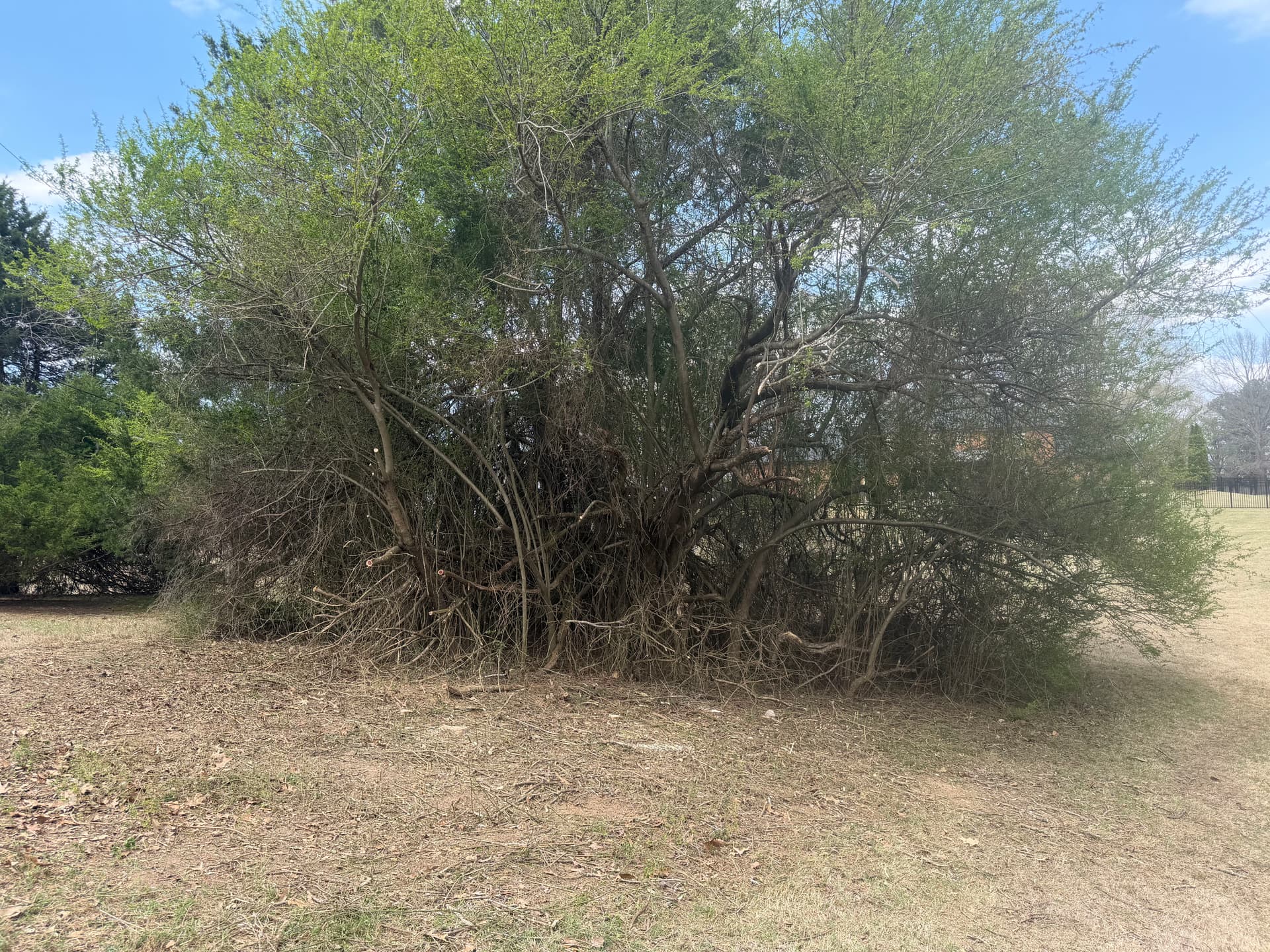 Gallery photos for Trimming Overgrown Trees for a Healthier Landscape: Image #1