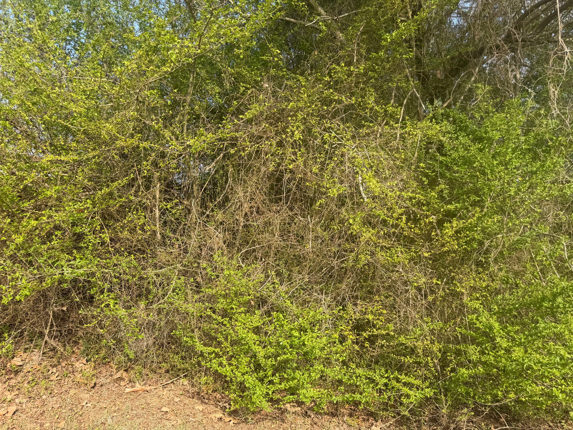 Gallery photos for Trimming Overgrown Trees for a Healthier Landscape: Image #2