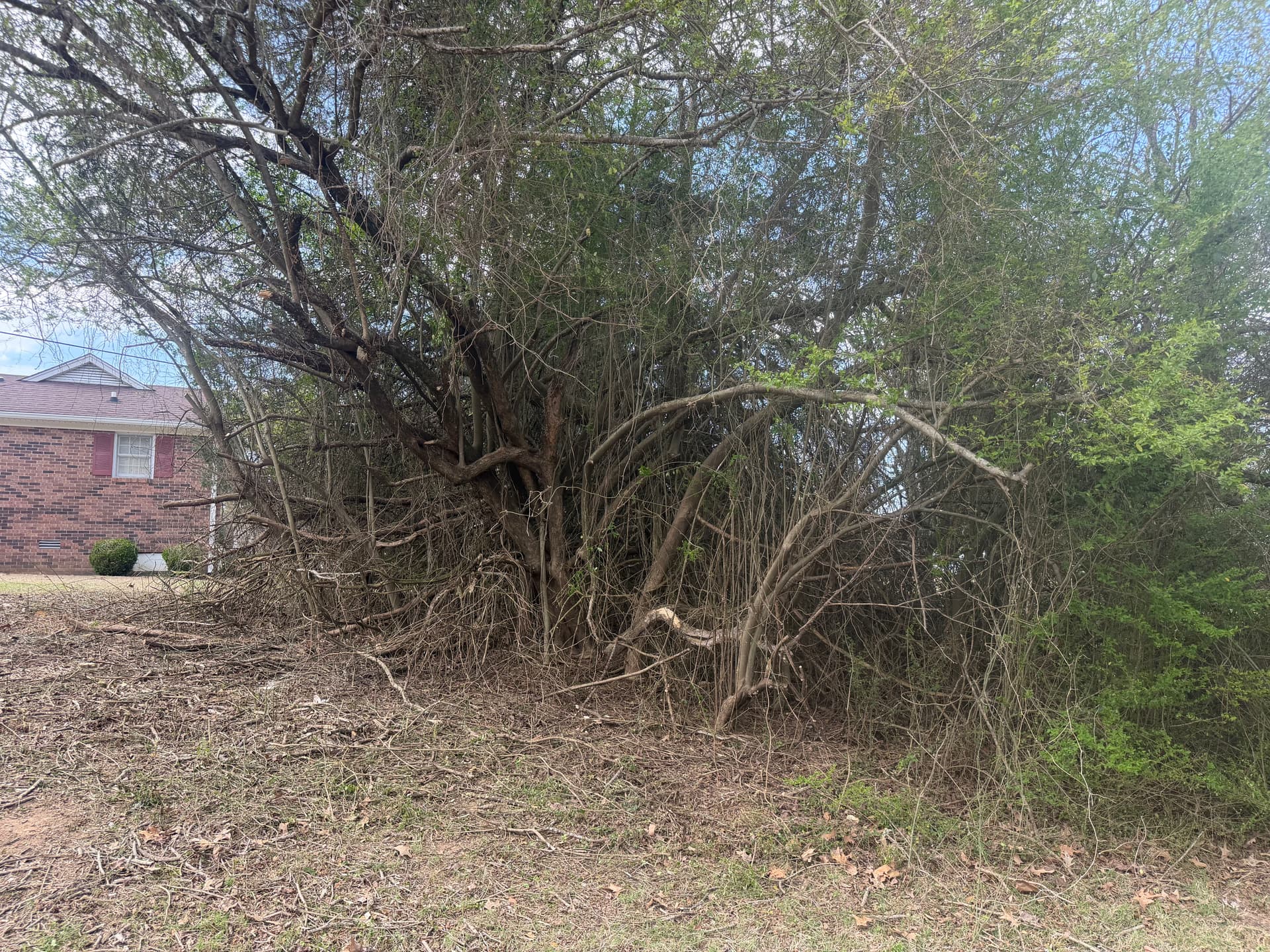 Gallery photos for Trimming Overgrown Trees for a Healthier Landscape: Image #3