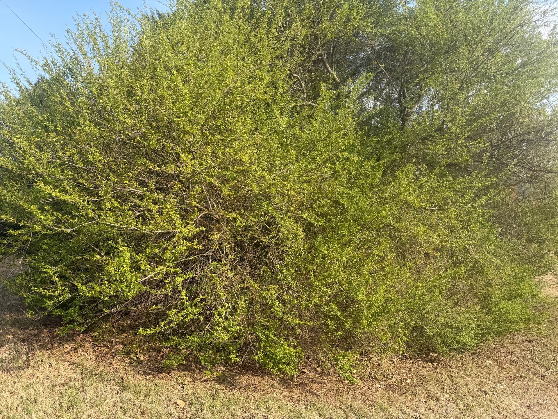 Trimming Overgrown Trees for a Healthier Landscape image