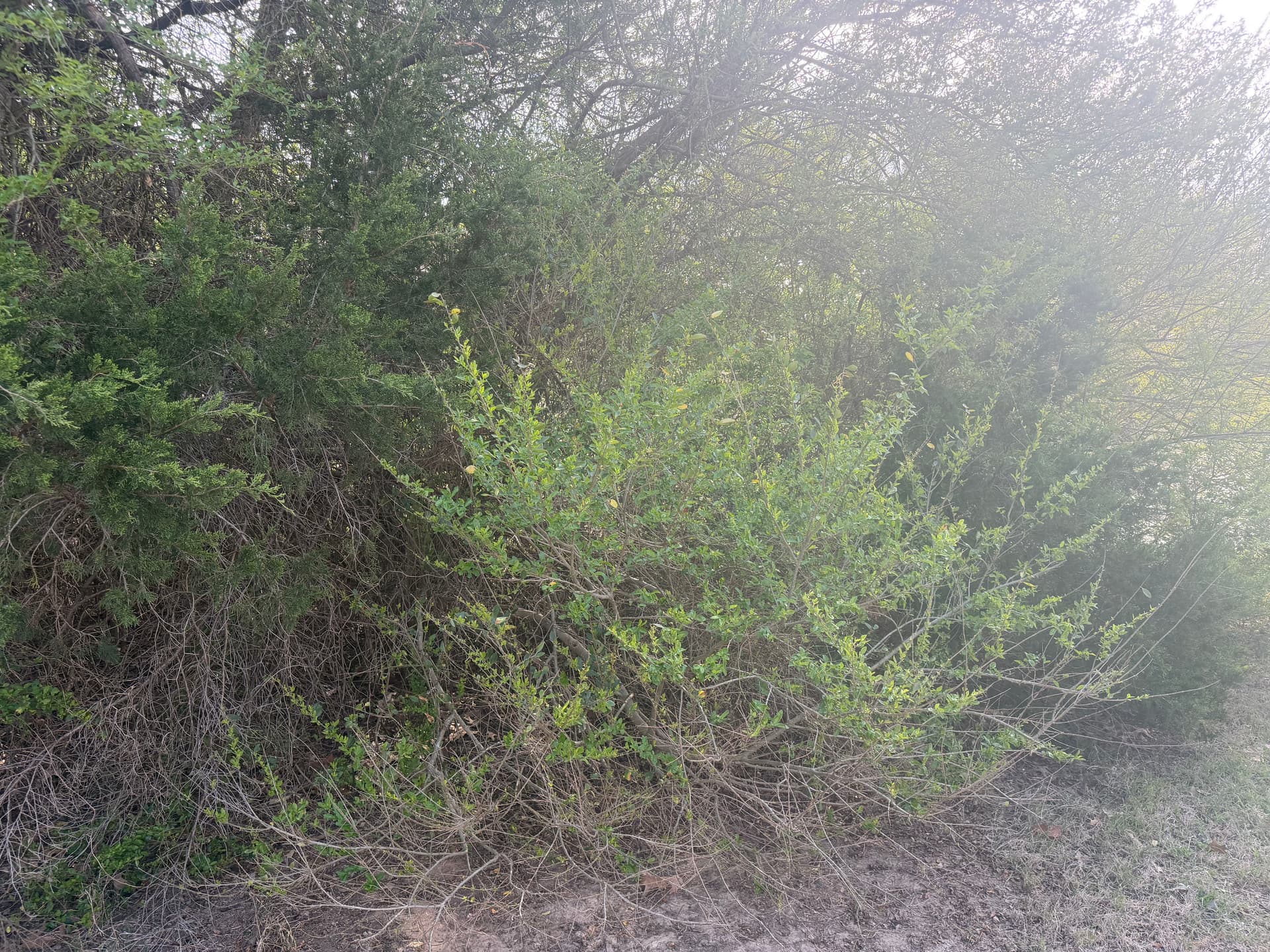 Gallery photos for Trimming Overgrown Trees for a Healthier Landscape: Image #6