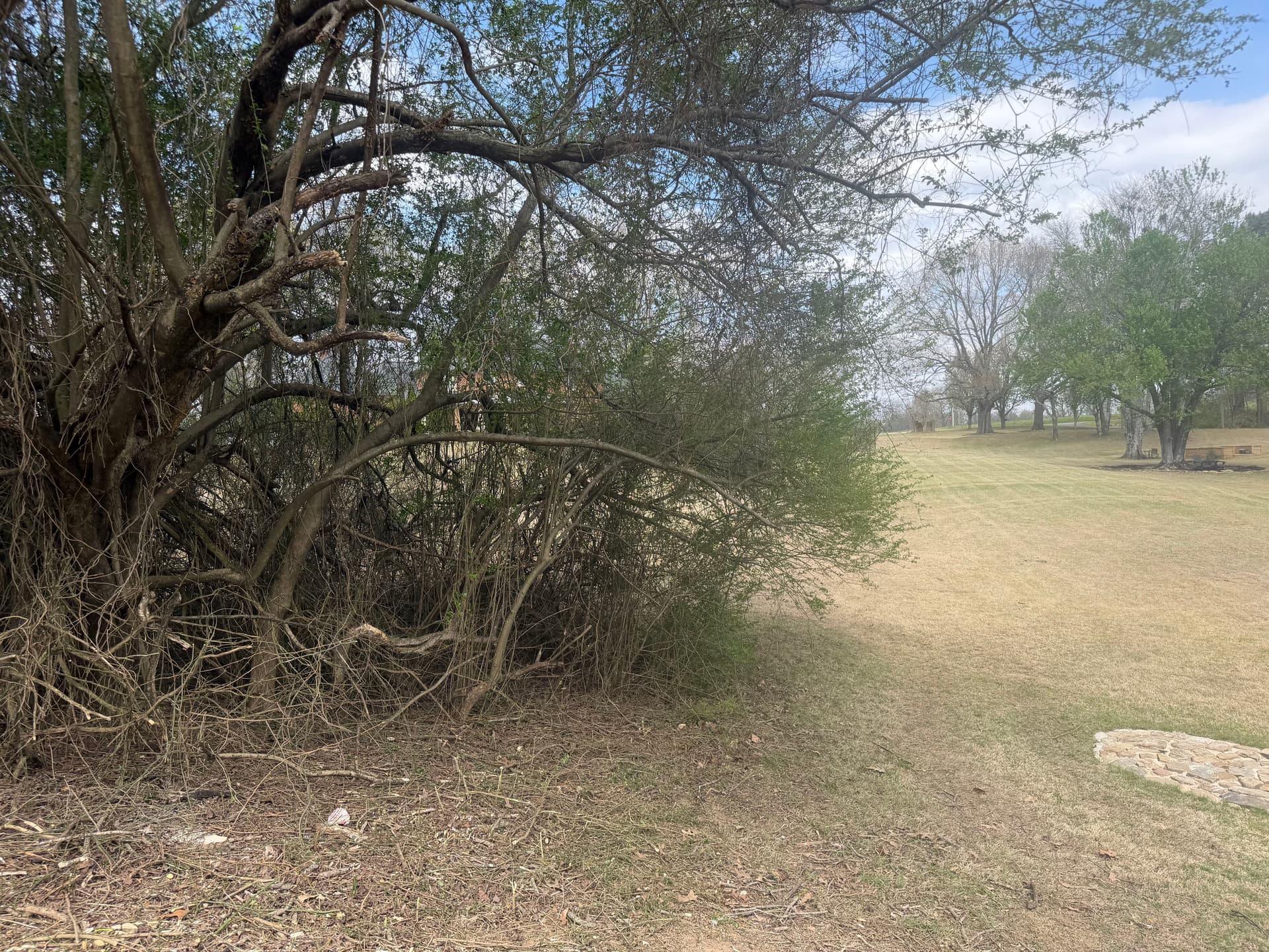 Gallery photos for Trimming Overgrown Trees for a Healthier Landscape: Image #5